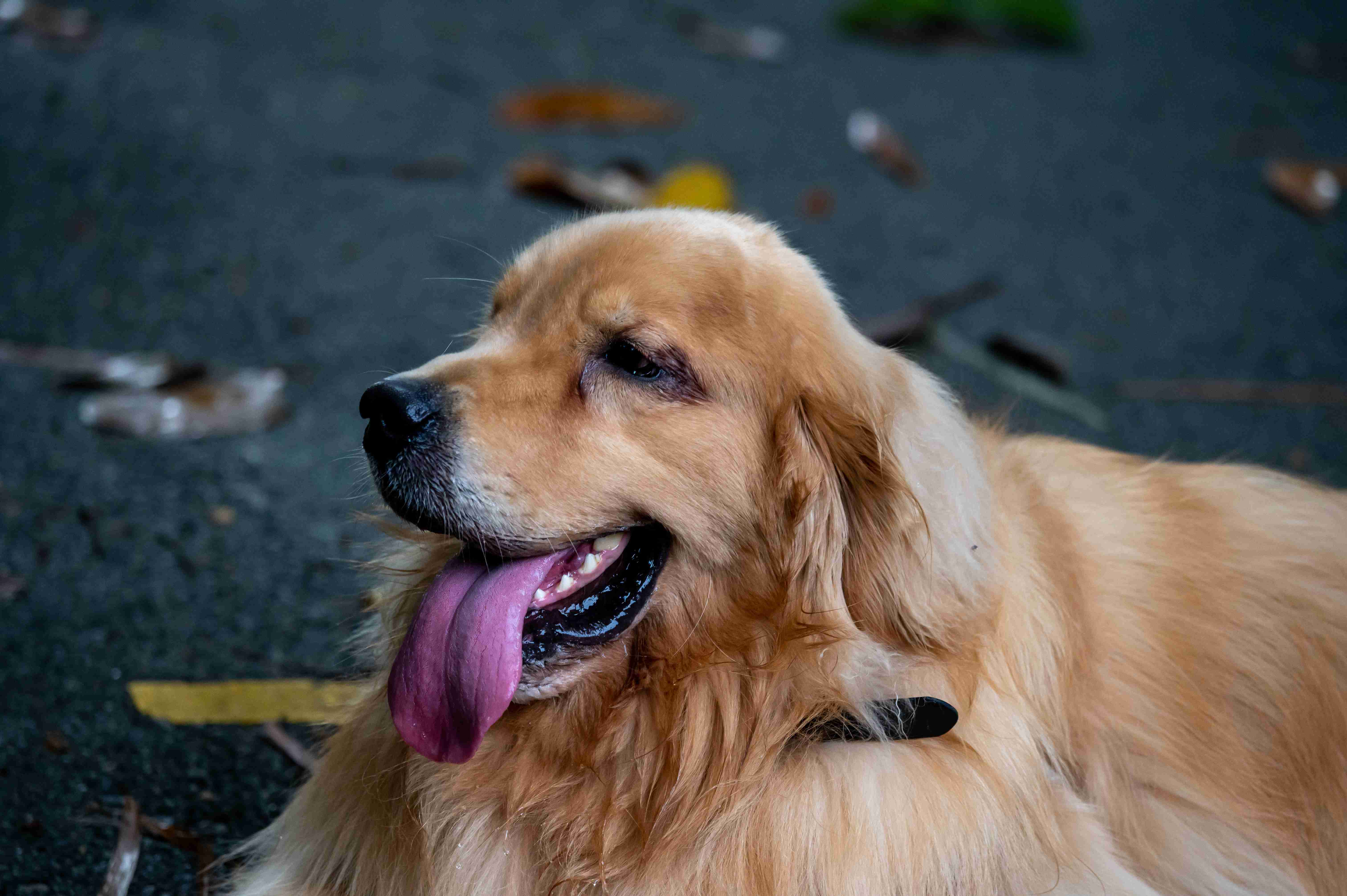 How can I keep my golden retriever mentally stimulated?